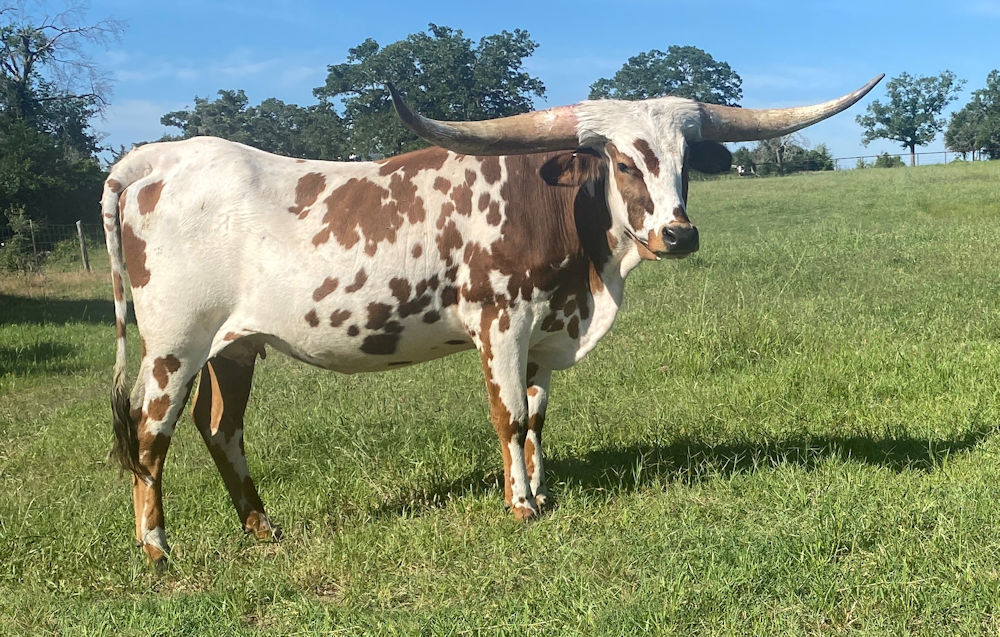 Texas Longhorn heifer - Dash to the Stars