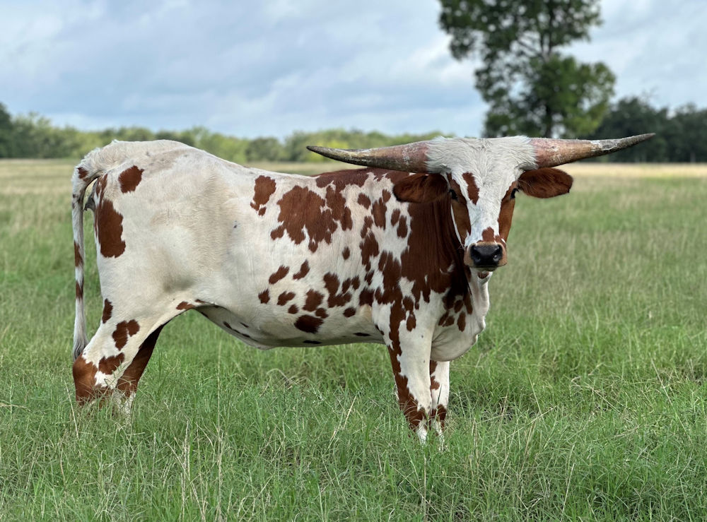 Texas Longhorn heifer calf - Dash to the Stars