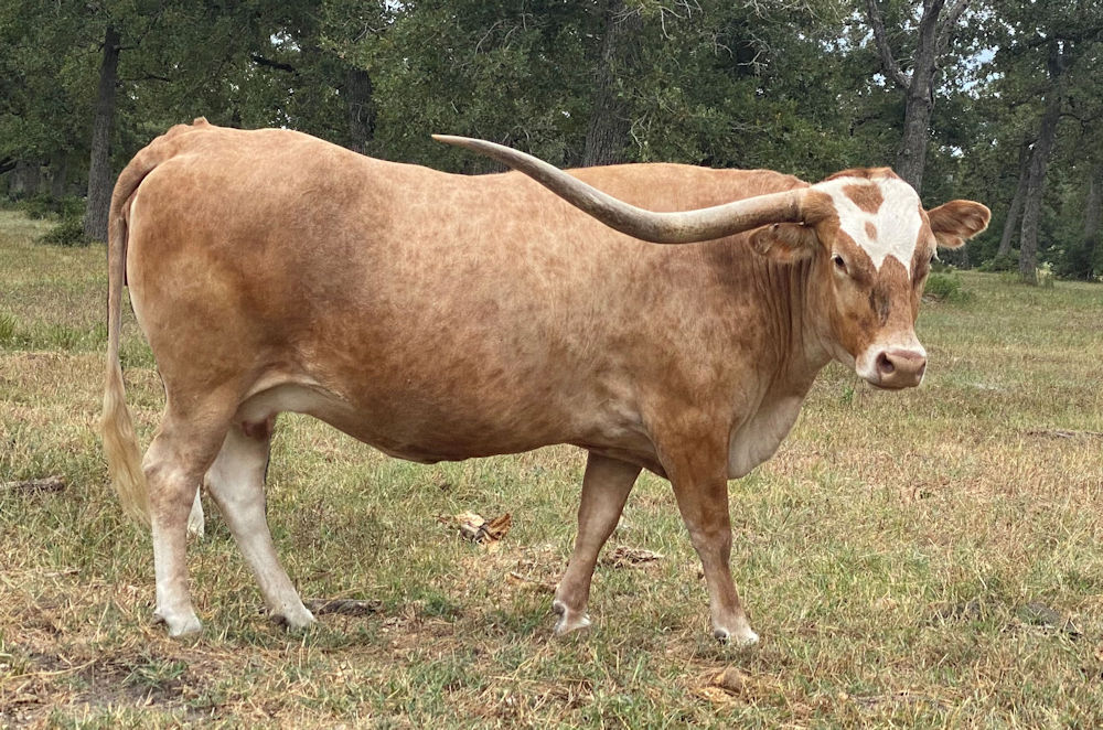 Texas Longhorn breed cow - Festive Show of Stars