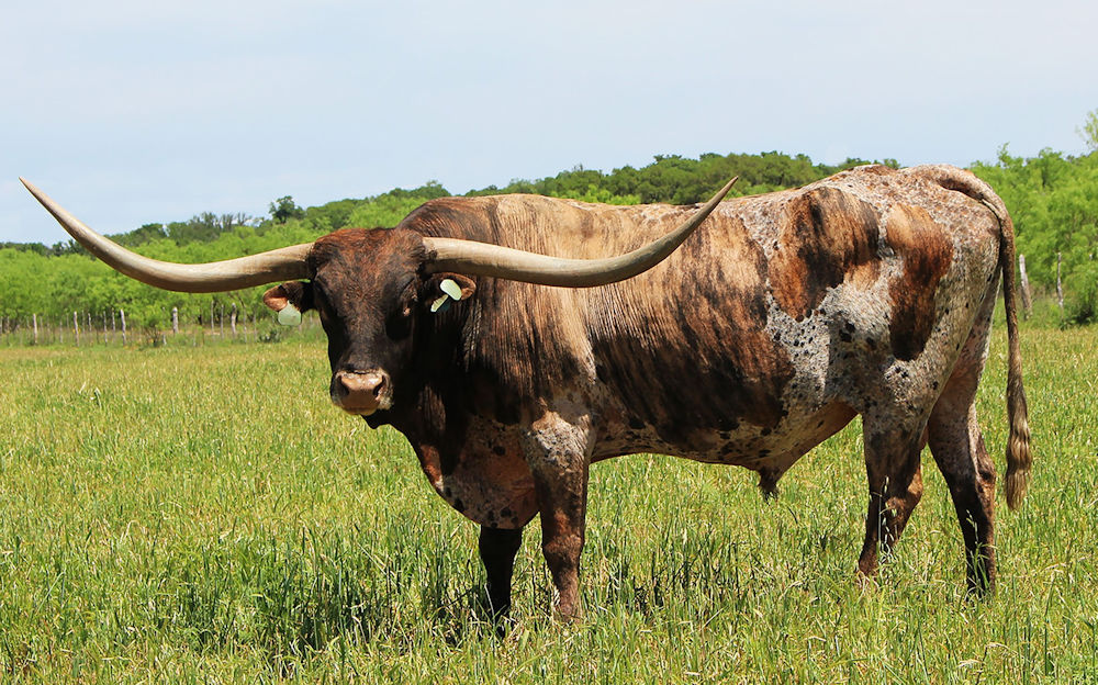 Texas Longhorn Herd sire - Jack Pot