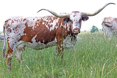 Texas Longhorn brood cow - Mark Maker