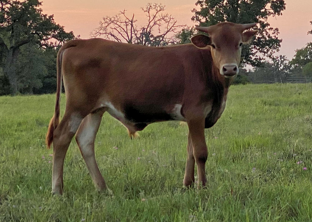 Texas Longhorn bull calf - Maverick Star