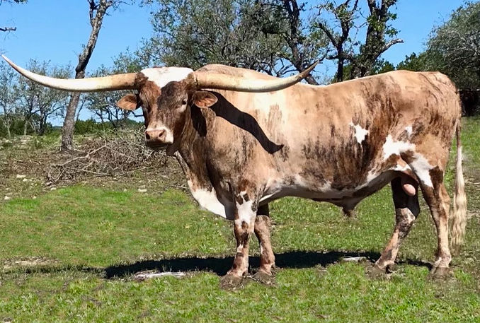 Texas Longhorn herd sire - RR Wyatt