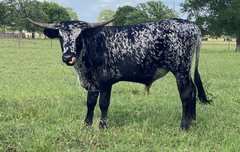 Texas Longhorn trophy steer - Reckless Star