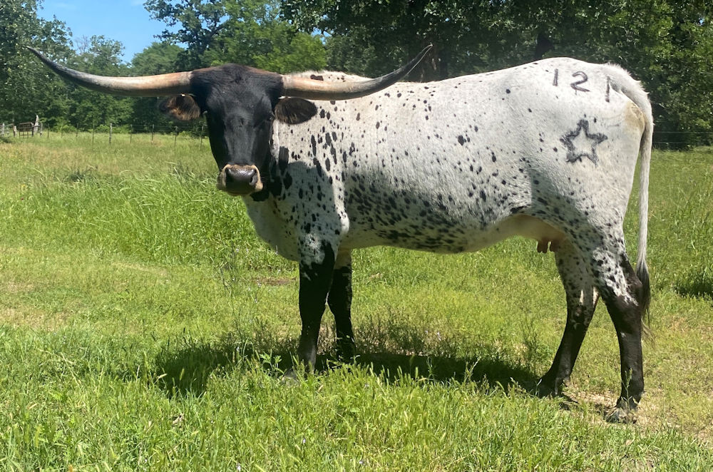 Texas Longhorn heifer calf - Rev'd Up With Stars
