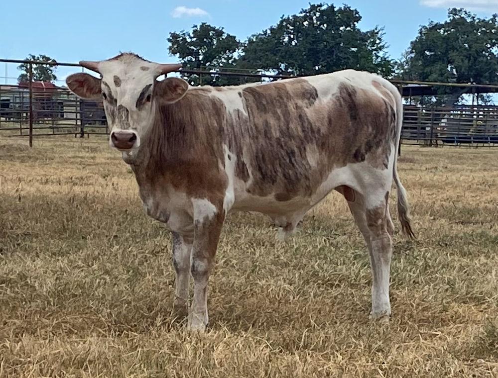 Texas Longhorn Bull Calf - Rock Solid Star