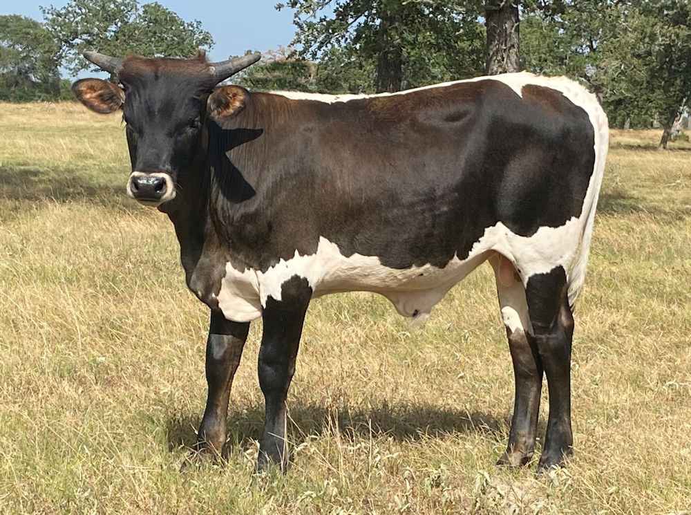 Texas Longhorn bull calf - Star Beretta