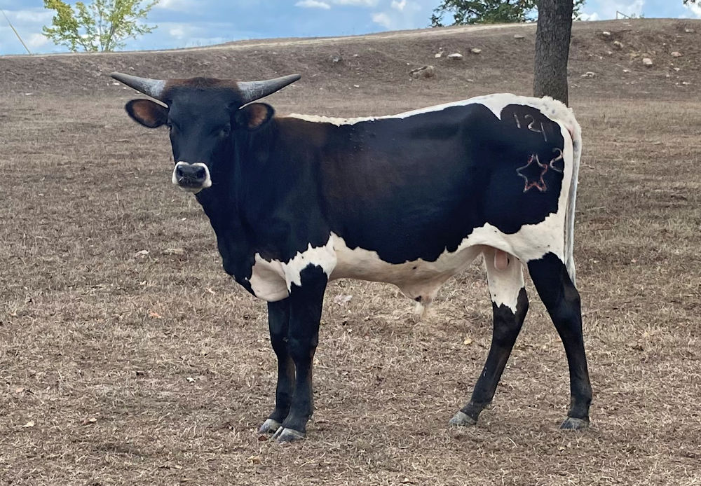 Texas Longhorn bull calf - Star Beretta