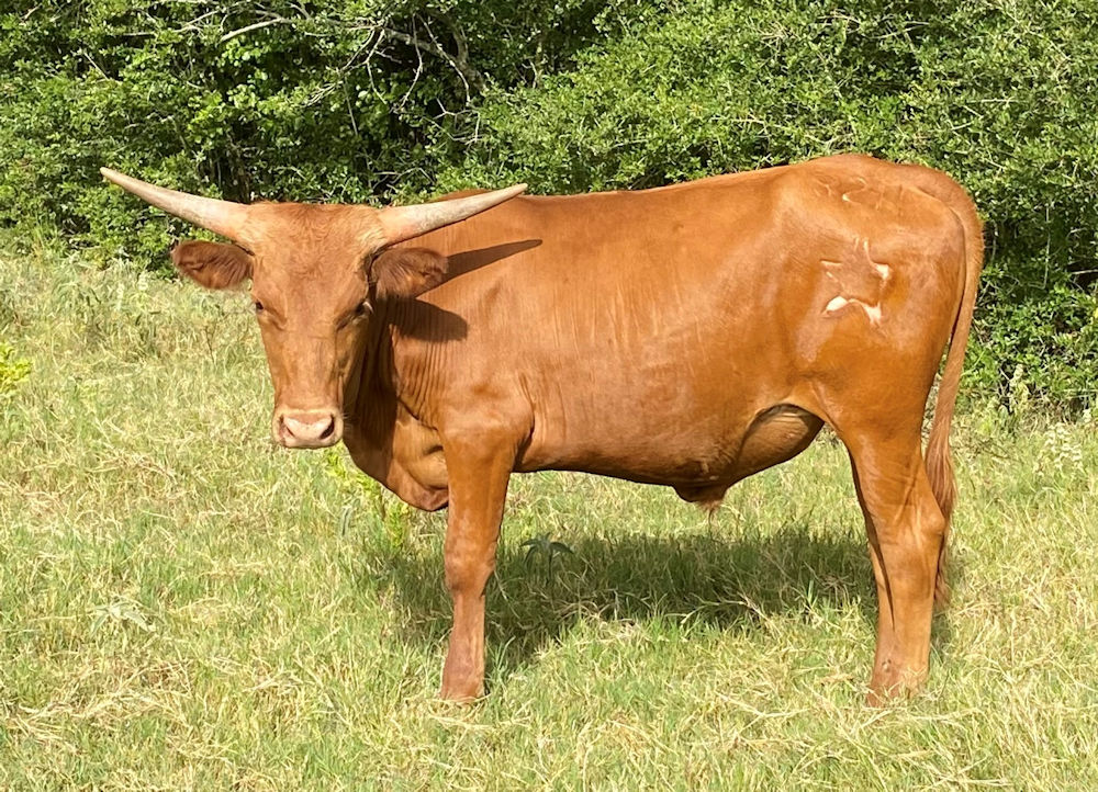 Texas Longhorn trophy steer - Star Marksman