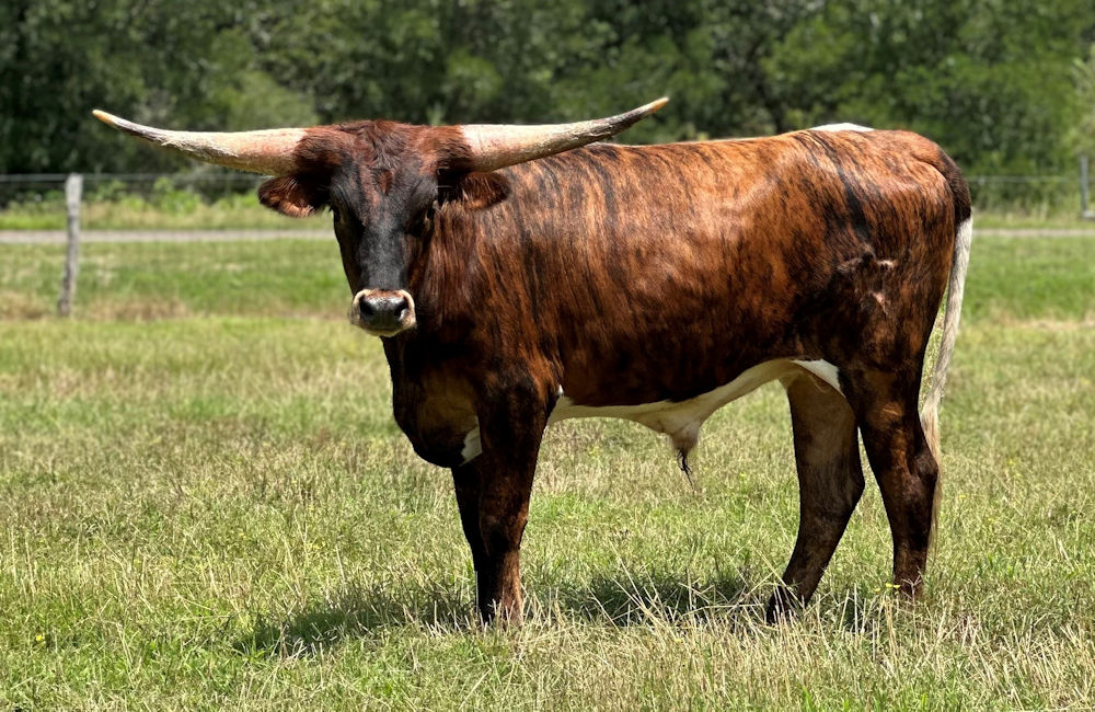 Texas Longhorn bull calf - Star Revere