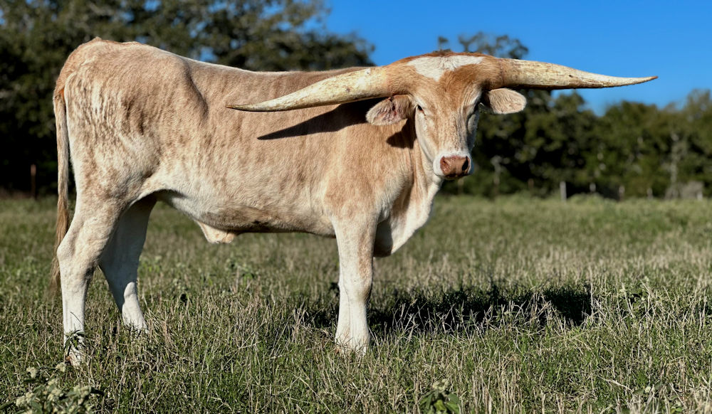 Texas Longhorn heifer - Stars Over Aggieland