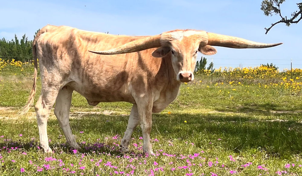 Texas Longhorn heifer calf - Strs Over Aggieland