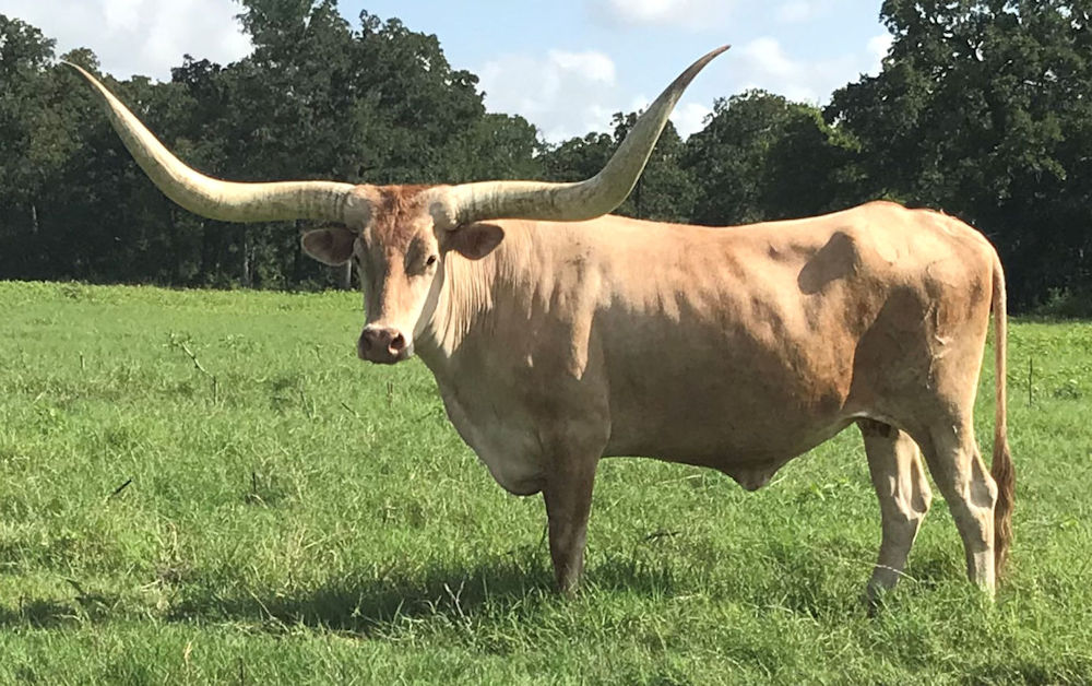 Texas Longhorn brood cow - Stars on Target