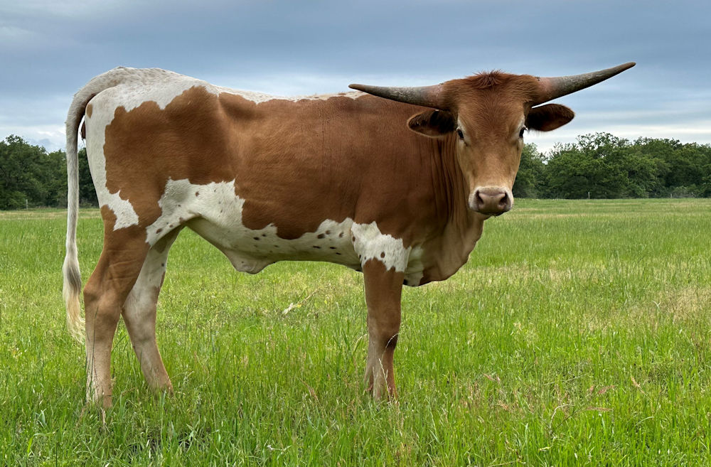 Texas Longhorn heifer calf - 50 Stars
