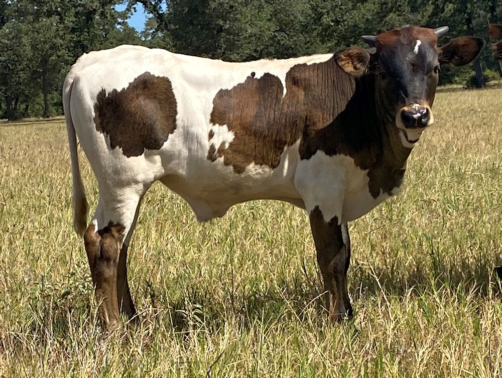 Texas Longhorn bull calf - Chromium Star