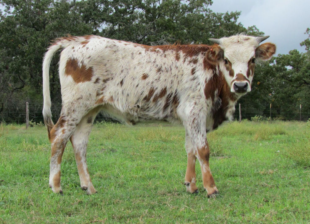 Texas Longhorn cow - Complementary Star