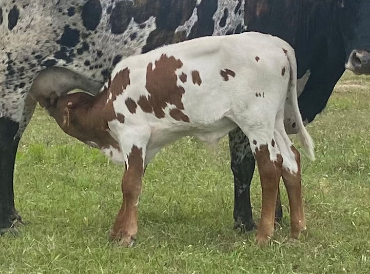 Texas Longhorn bull calf - Focused Star