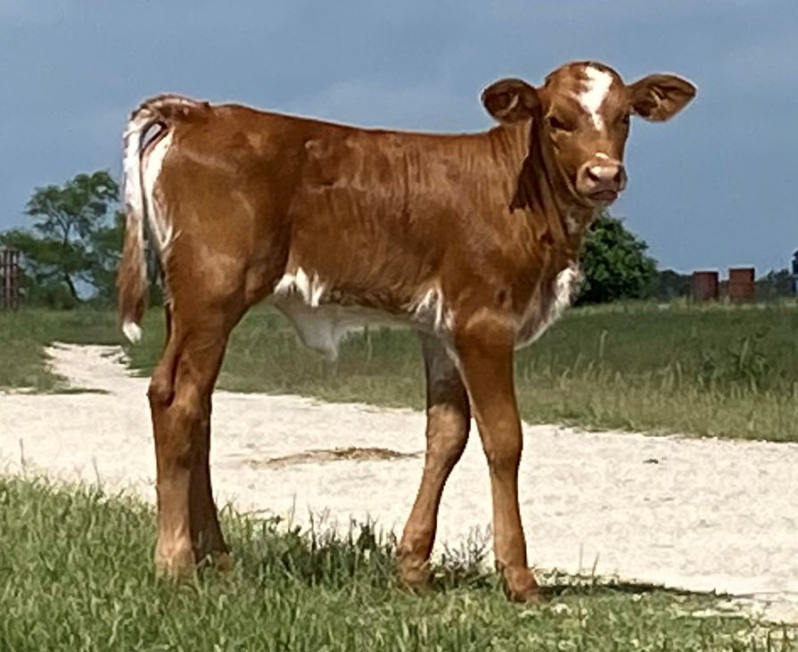 Texas Longhorn heifer calf - Grand Star Avenue