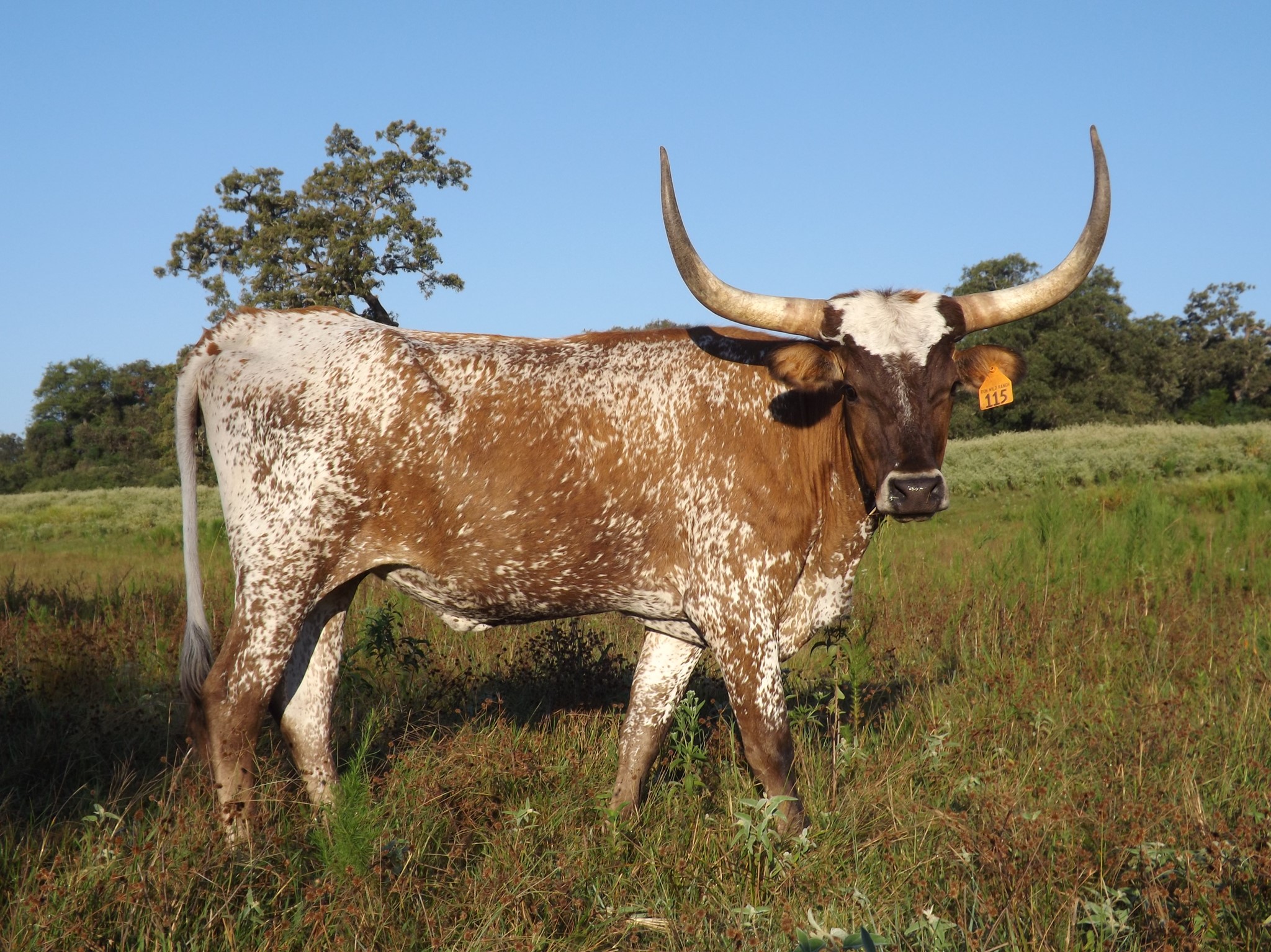 Texas Longhorn Brood Cow - Indian Shadows