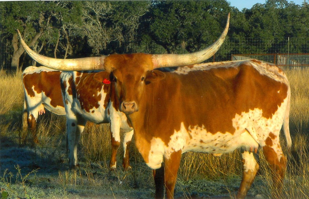 Texas Longhorn brood cow - RR Daisy
