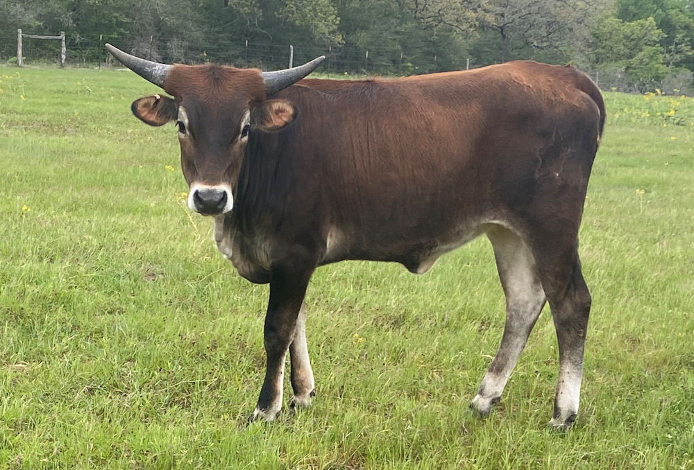 Texas Longhorn heifer calf - Rumor of Stars