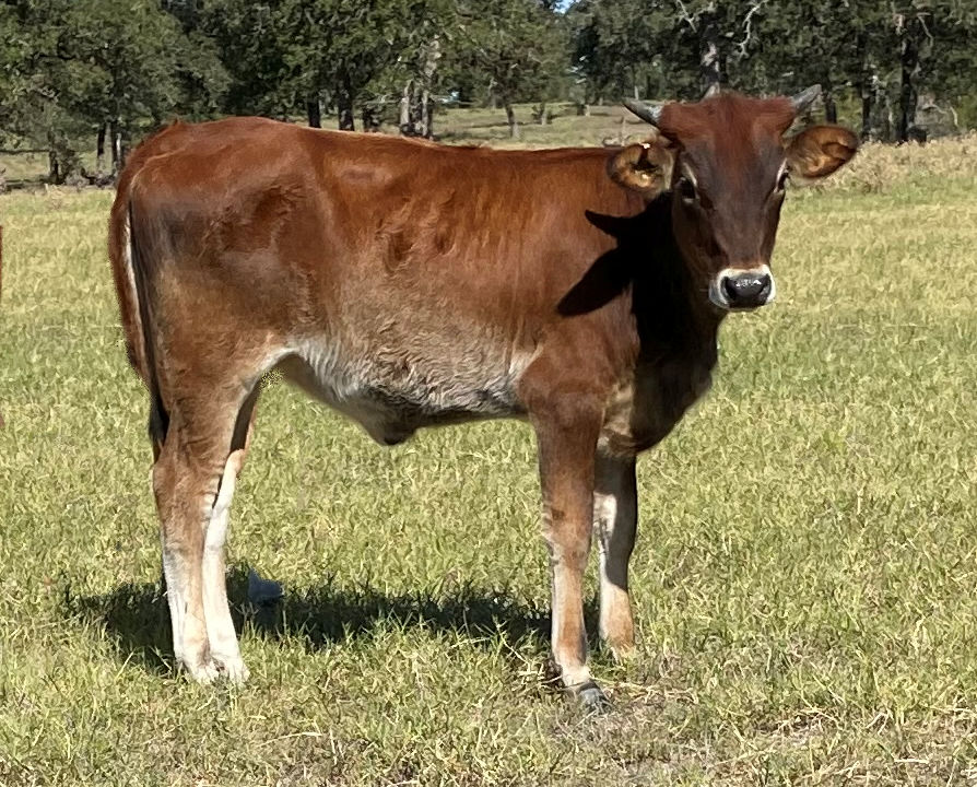 Texas Longhorn heifer - Rumor of Stars