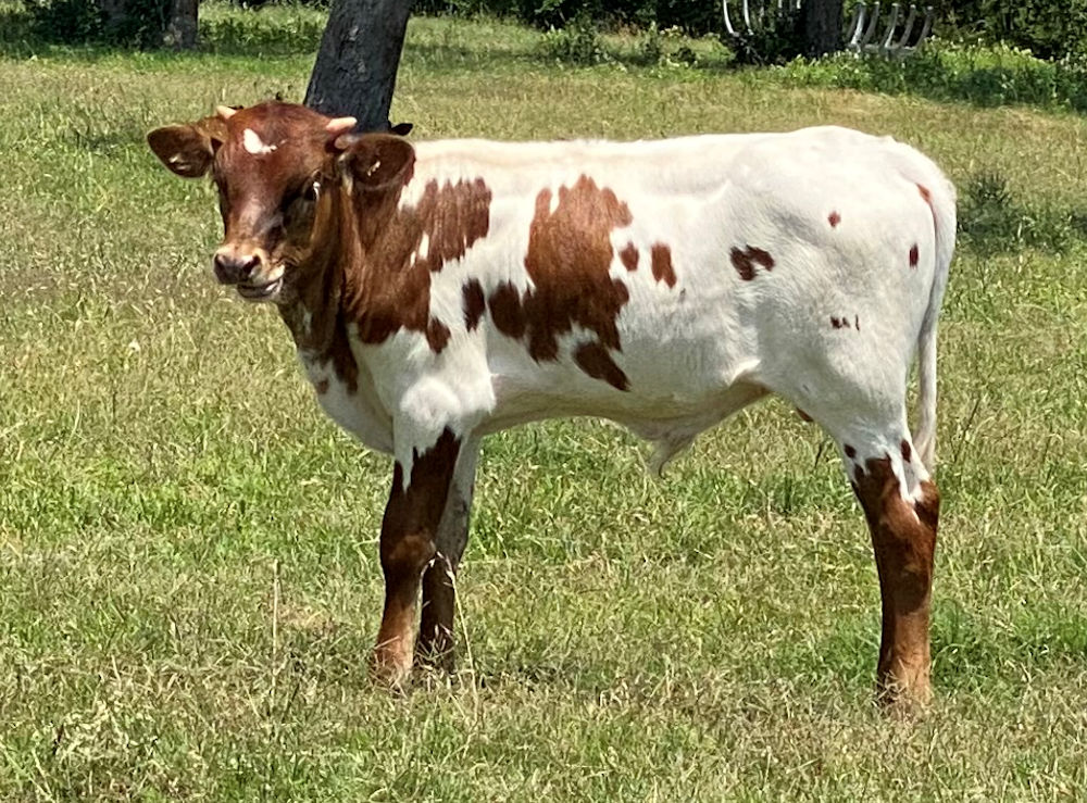 Texas Longhorn bull calf - Star Focused