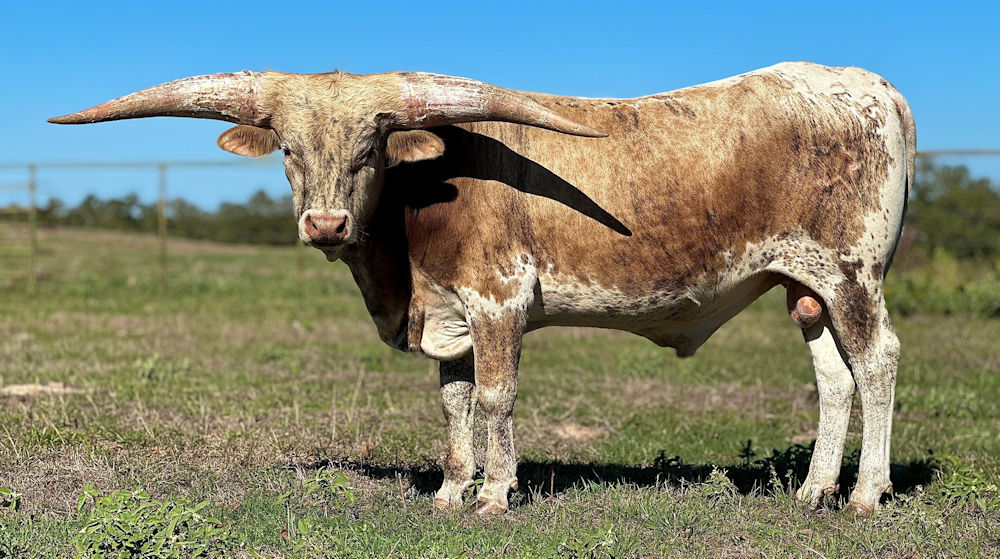 Texas Longhorn herd sire prospect - Star Strike Force 1