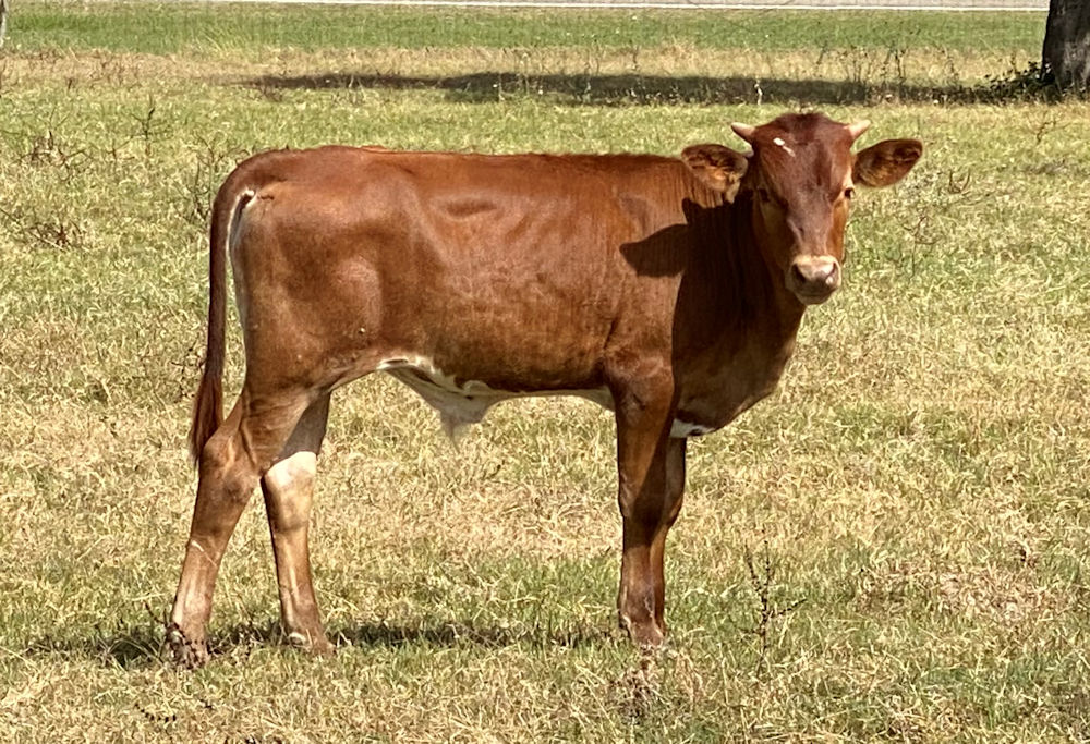 Texas Longhorn bull calf - Westbound Star
