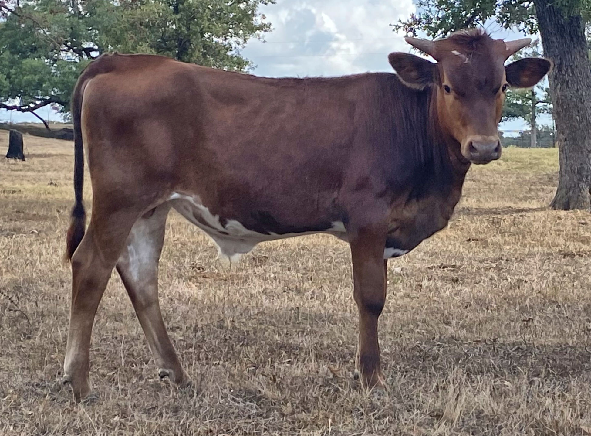 Texas Longhorn herd sire prospect - Westbound Star
