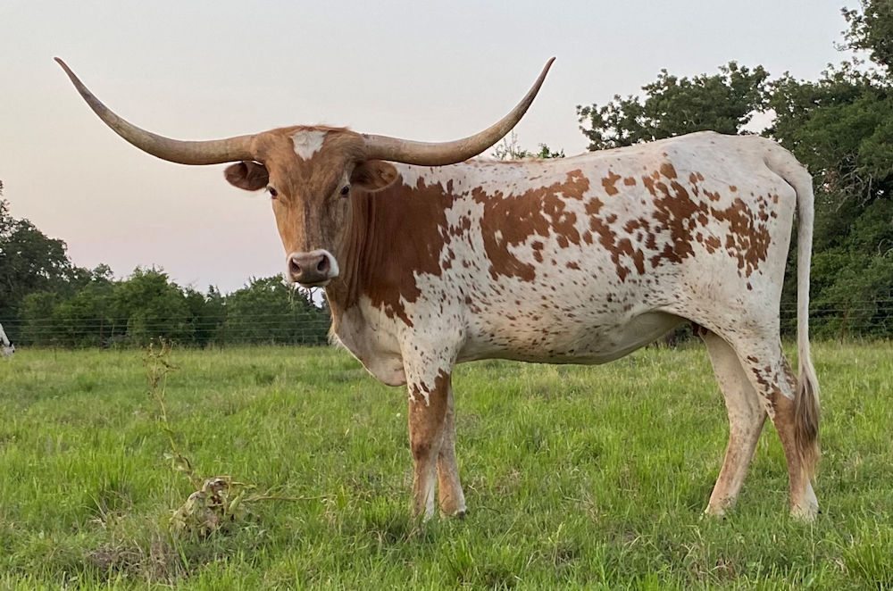 Texas Longhorn brood cow - RWR Fifty's Angelique