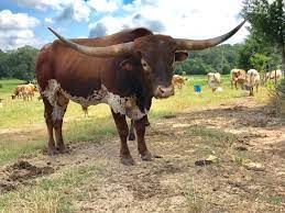 Texas Longhorn herd sire - Bar R Rhinestone Cowboy