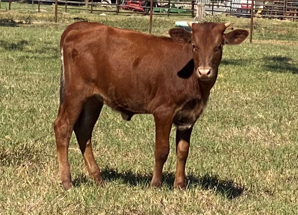 Texas Longhorn heifer calf - Chocolate Star Drops