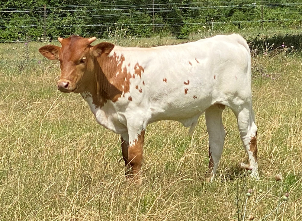 Texas Longhorn bull calf - Cyber Star