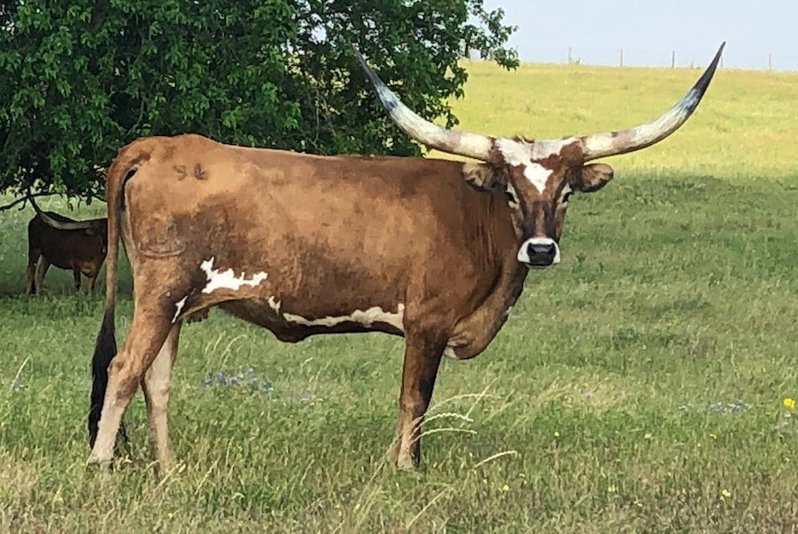 Texas Longhorn brood cow - Foxy Throttle