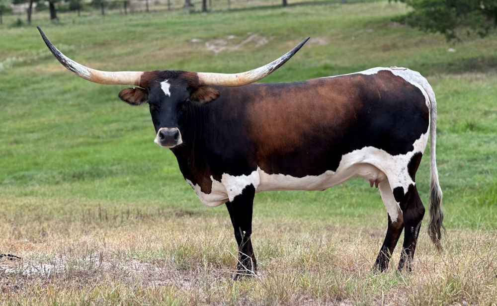 Texas Longhorn brood cow - RMR Gaucho Girl