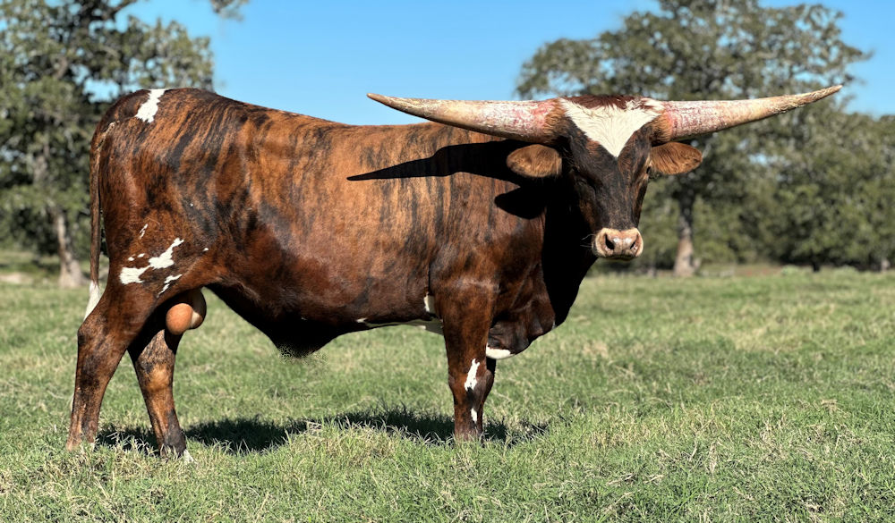 Texas Longhorn bull calf - Star Defender