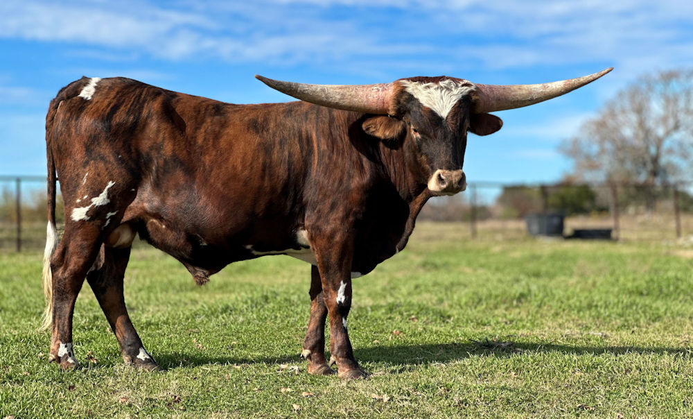 Texas Longhorn herd sire prospect - Star Defender