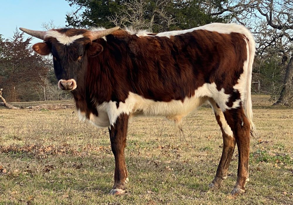 Texas Longhorn herd sire prospect - Star Roughrider