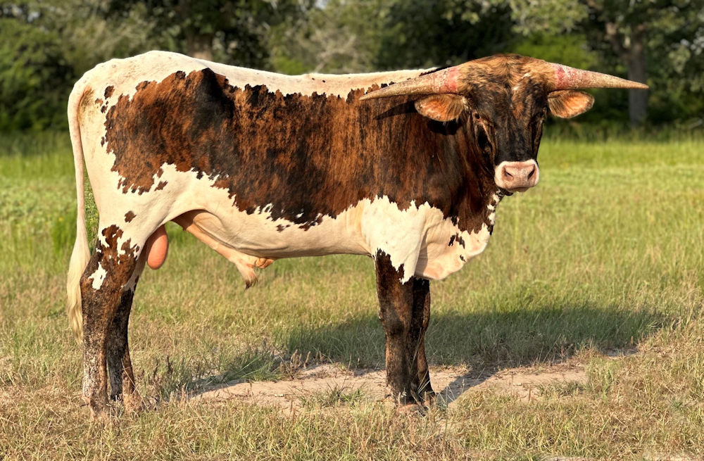 Texas Longhorn bull calf - Star Space Force