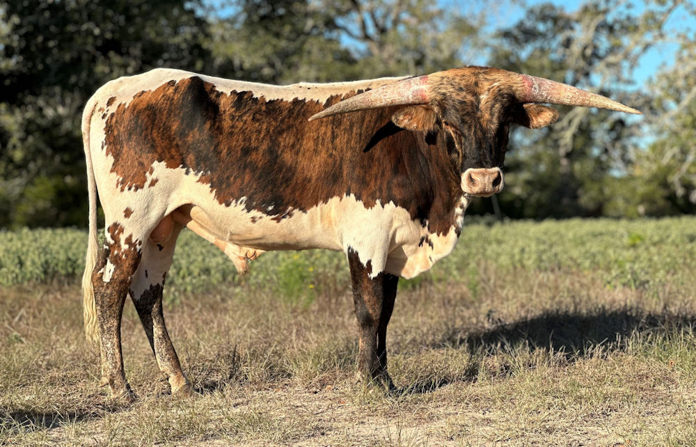 Texas Herd Sire prospect - Star Space Force