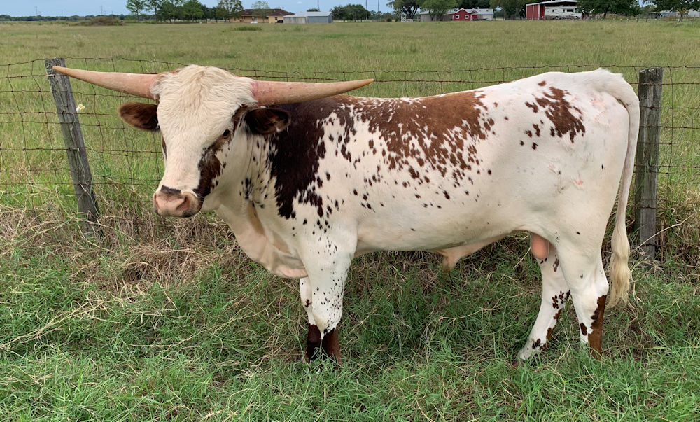 Texas Longhorn bull calf - Star Studded Sky