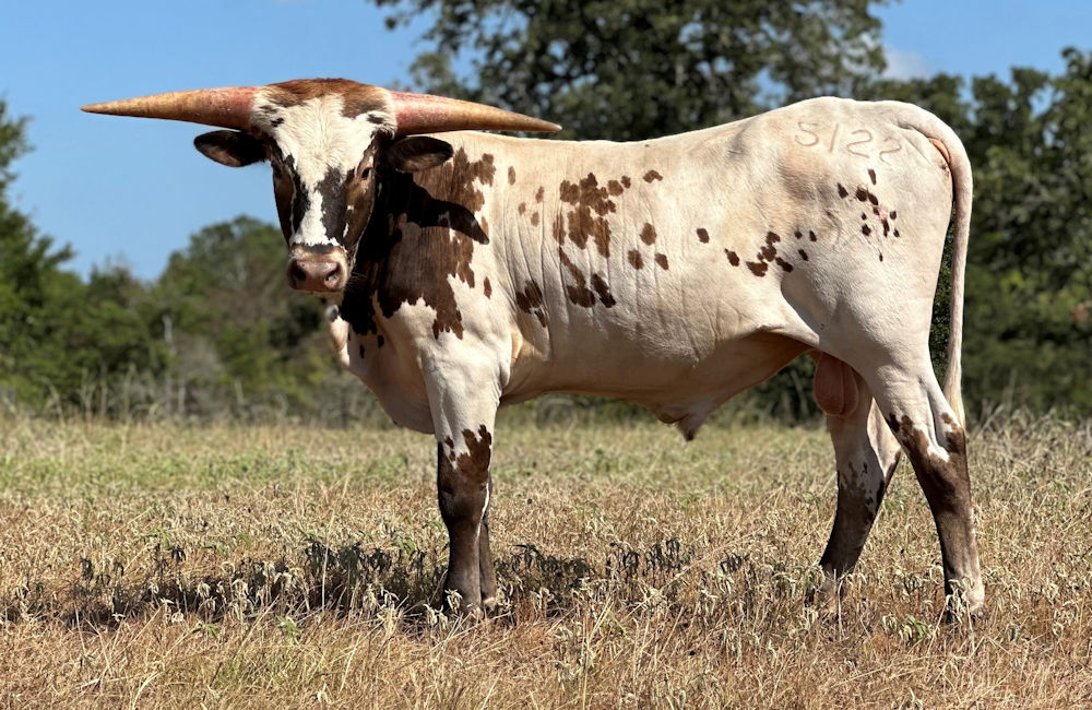 Texas Longhorn bull calf - Star Time Traveler