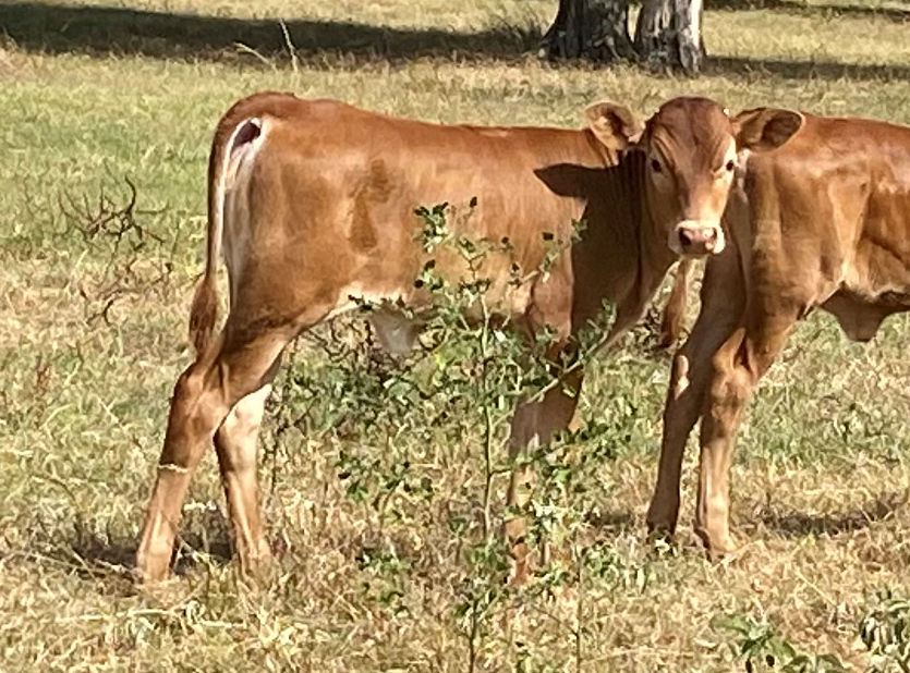 Texas Longhorn heifer calf - Star of Wonder