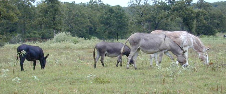 Large Donkeys grazing