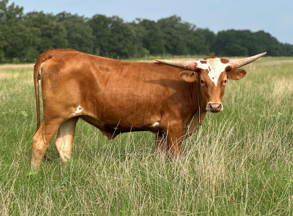 Texas Longhorn heifer calf - Fly to the Stars