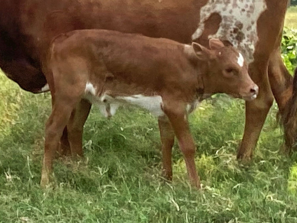 Texas Longhorn heifer calf - Star of Choice