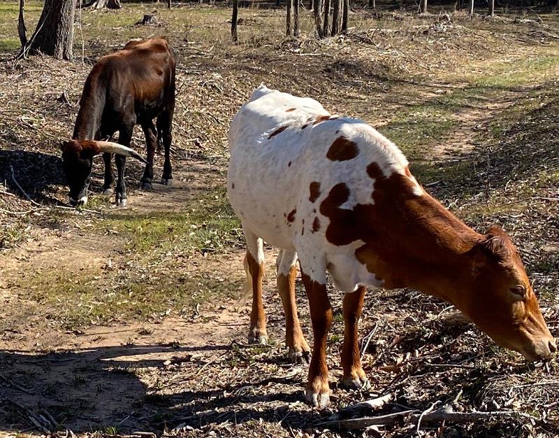 Heifers Attacked by Stray Dogs