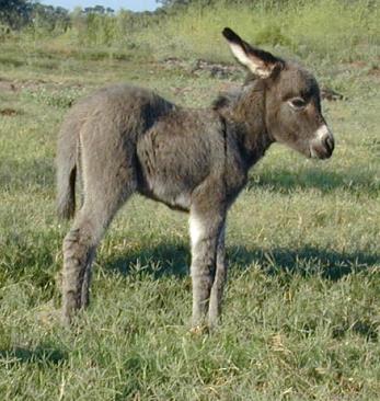 Young Donkey
