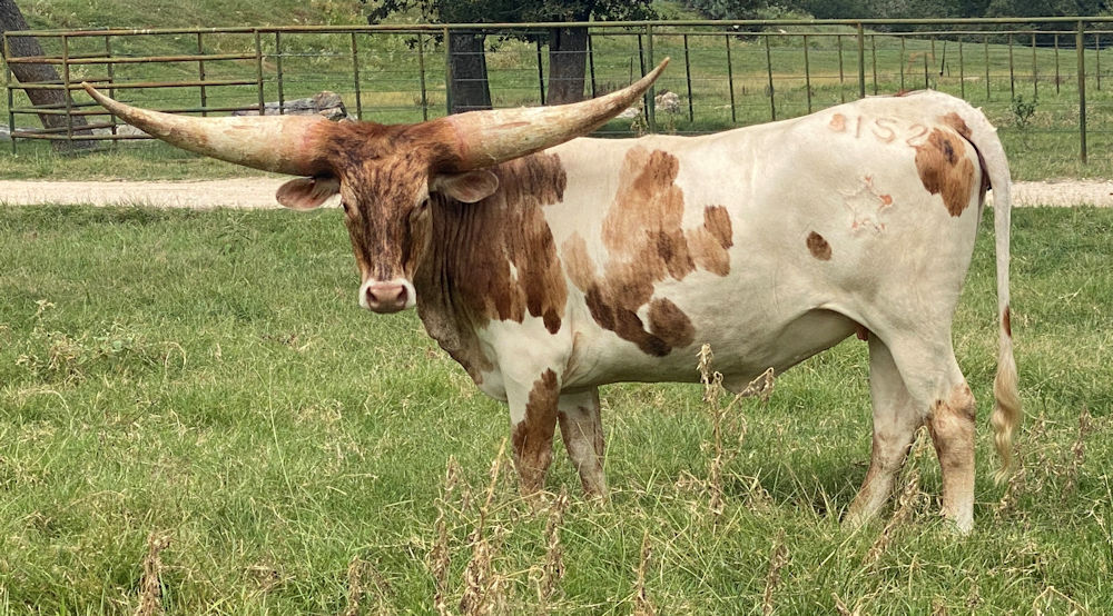 Texas Longhorn heifer - Hush Sweet Star